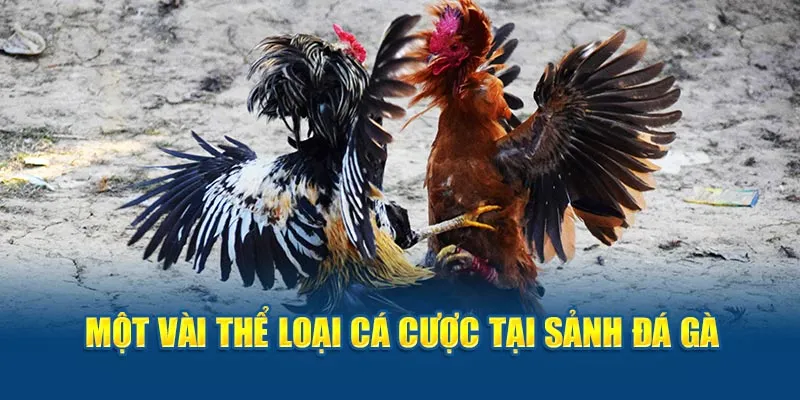 Đá gà cựa dao cũng được xem là hình thức cược phổ biến bậc nhất hiện nay